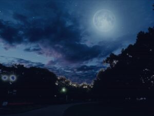 満月の夜